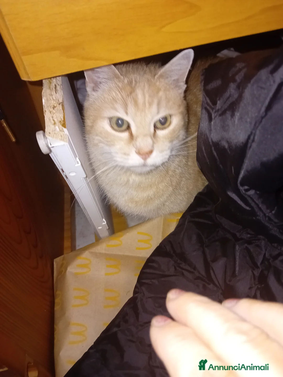 Meticcio gatti in regalo: Chicco cerca casa a Provincia di Varese - Annuncio 1