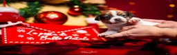 Jack Russell cani in vendita: Jack russell terrier  - Annuncio 4