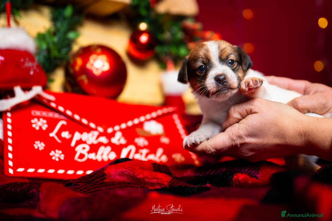 Jack Russell cani in vendita: Jack russell terrier  - Annuncio 4