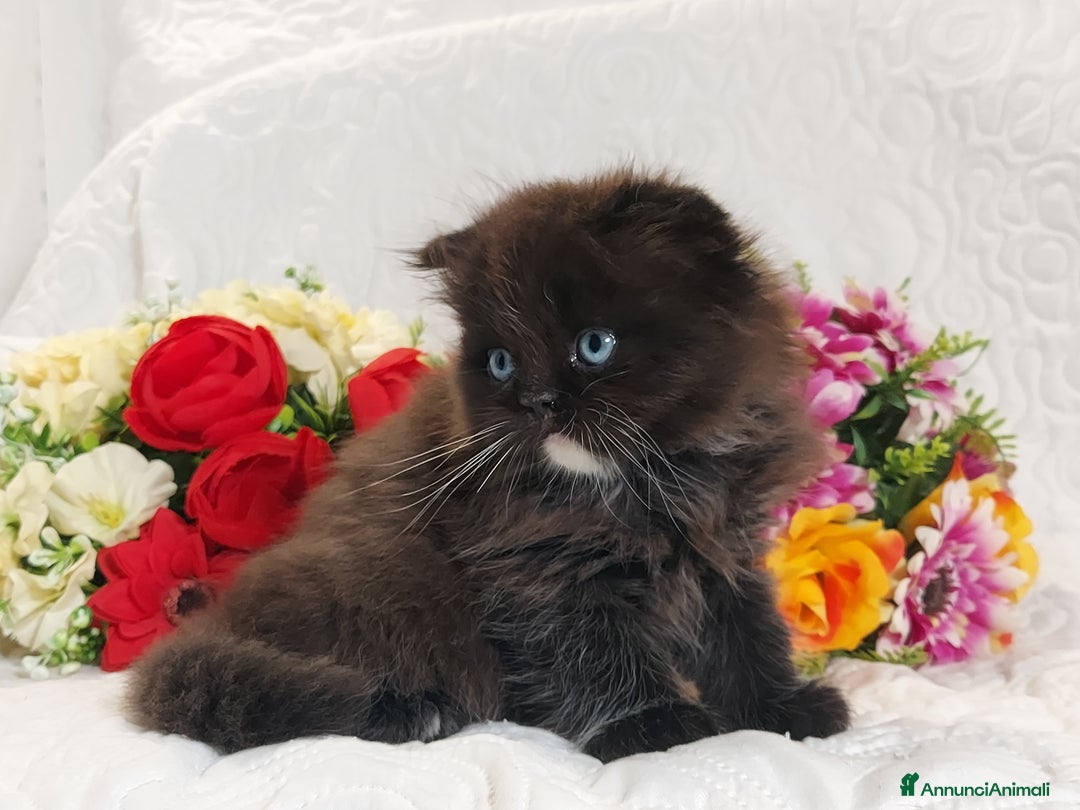 Scottish gatti in vendita: Scottish fold Occhi Azzurri  a Città Metropolitana di Genova - Immagine 8