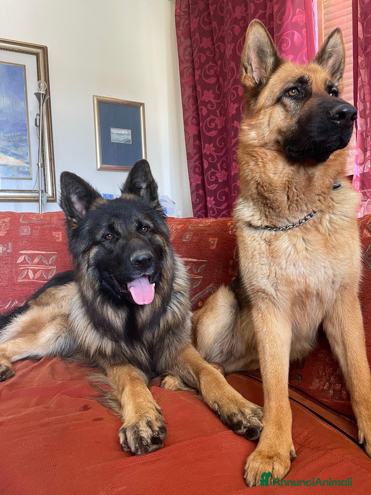 Pastore Tedesco cani in vendita: CUCCIOLI DI PASTORE TEDESCO - Annuncio 4