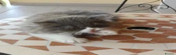 Persiano gatti in vendita: Bizet cucciolo di persiano - Annuncio 5