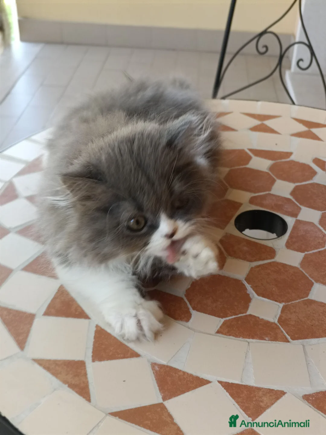 Persiano gatti in vendita: Bizet cucciolo di persiano - Annuncio 5