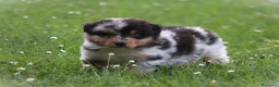 Australian Shepherd cani in vendita: Cucciolini di Australian Shepherd- Cucciolata Enya - Annuncio 5