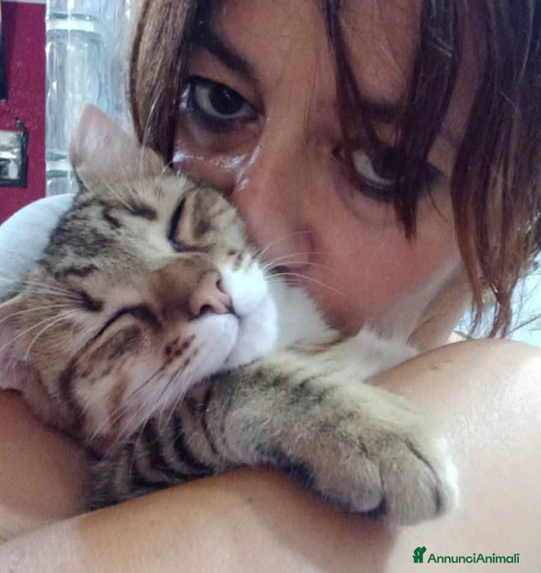 Europeo gatti in regalo: STITCH, tenero cucciolo in adozione ! - Annuncio 2