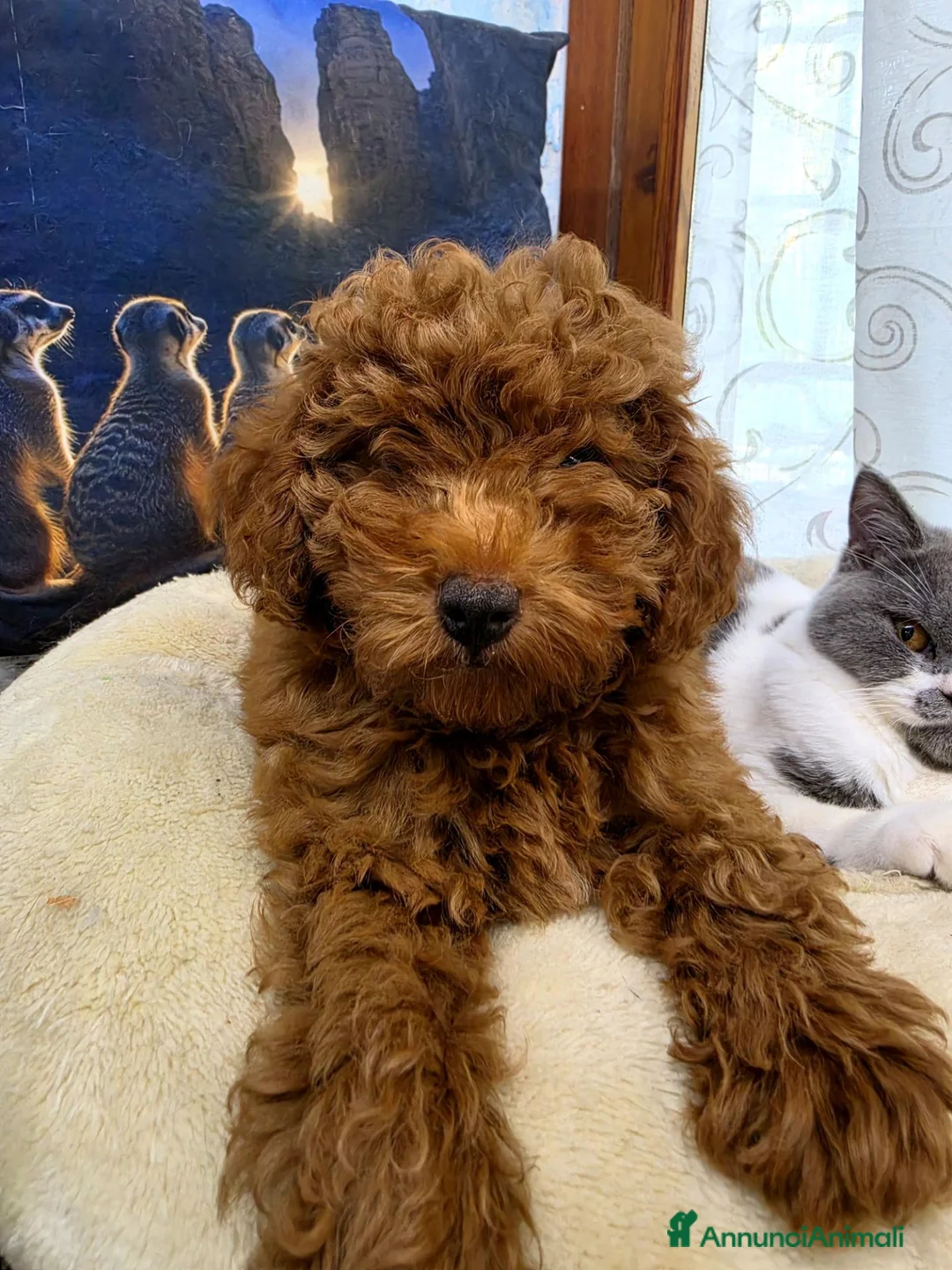 Barboncino Toy cani in vendita: BARBONCINO TOY a Città Metropolitana di Bologna - Annuncio 2