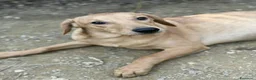 Meticcio cani in regalo: AARON e ARES, i cuccioloni più dolci e sfortunati! - Annuncio 4