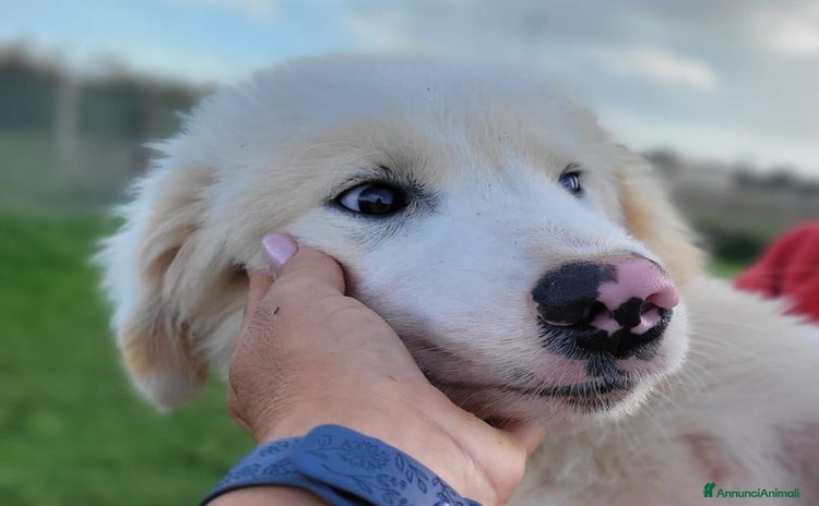 Pastore Maremmano cani - Annuncio 1
