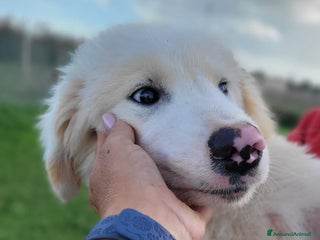 Pastore Maremmano cani Cesare, cucciolo dal nasino maculato - Annuncio 17