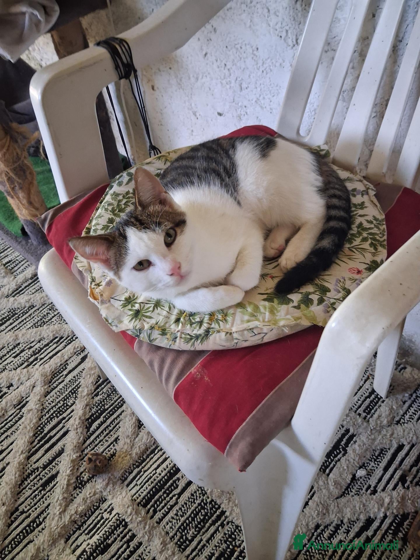 Europeo gatti Cuccioli di gatto  - Annuncio 23