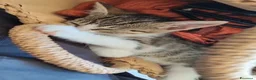 Europeo gatti in regalo: Maila piccolissima micina cerca casa - Annuncio 2