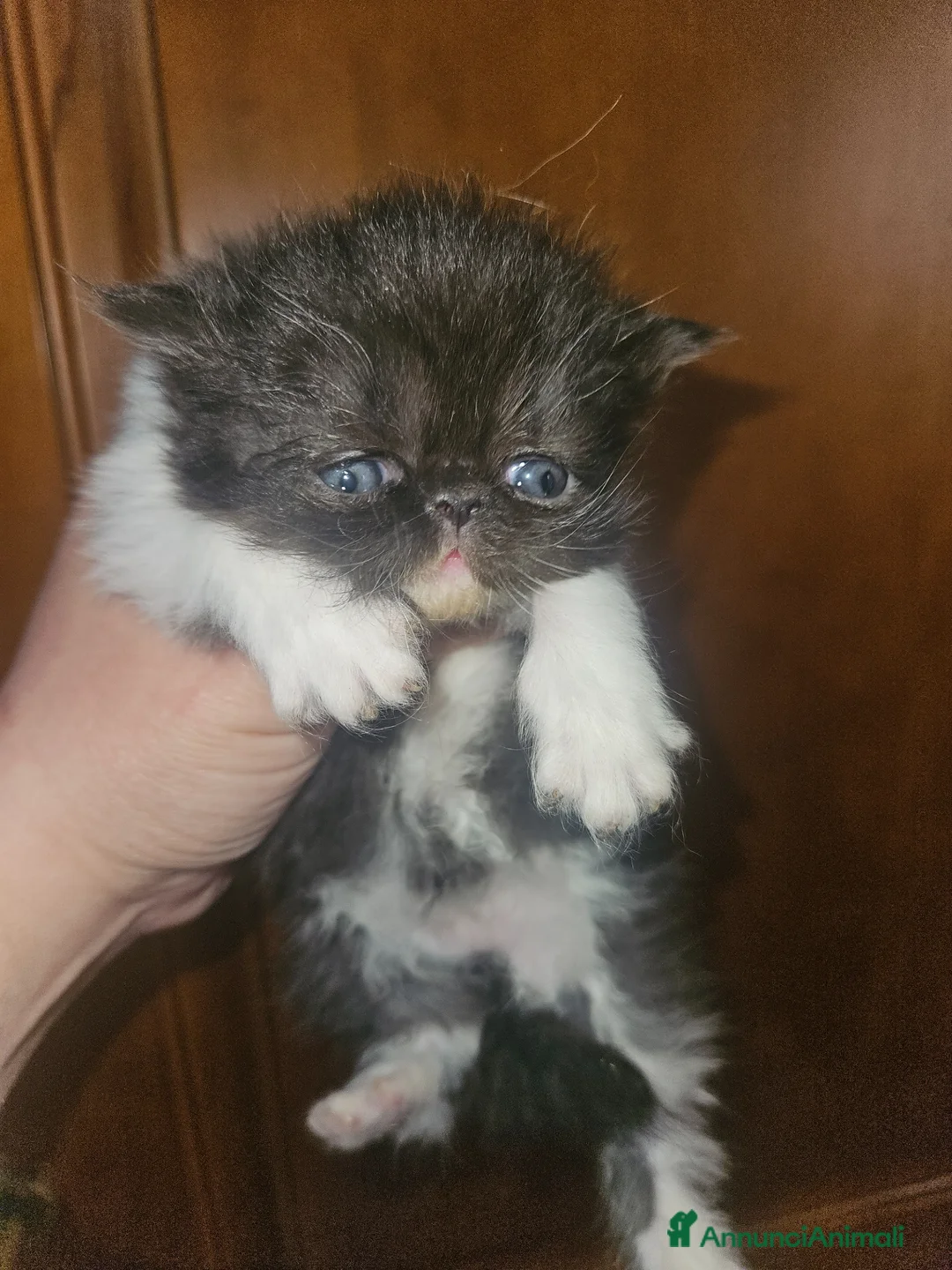 Persiano gatti in vendita: Gatto persiano femmina  a Città metropolitana di Milano - Annuncio 15