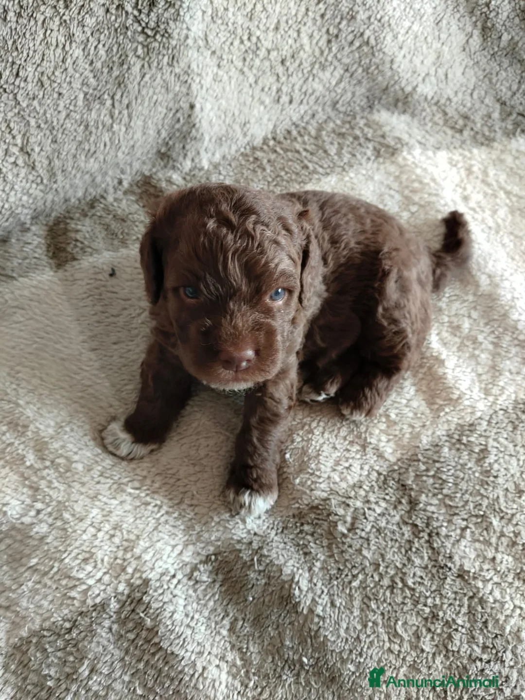 Lagotto cani in vendita: Cuccioli di Lagotto in provincia di Gorizia  a Provincia di Gorizia - Annuncio 2
