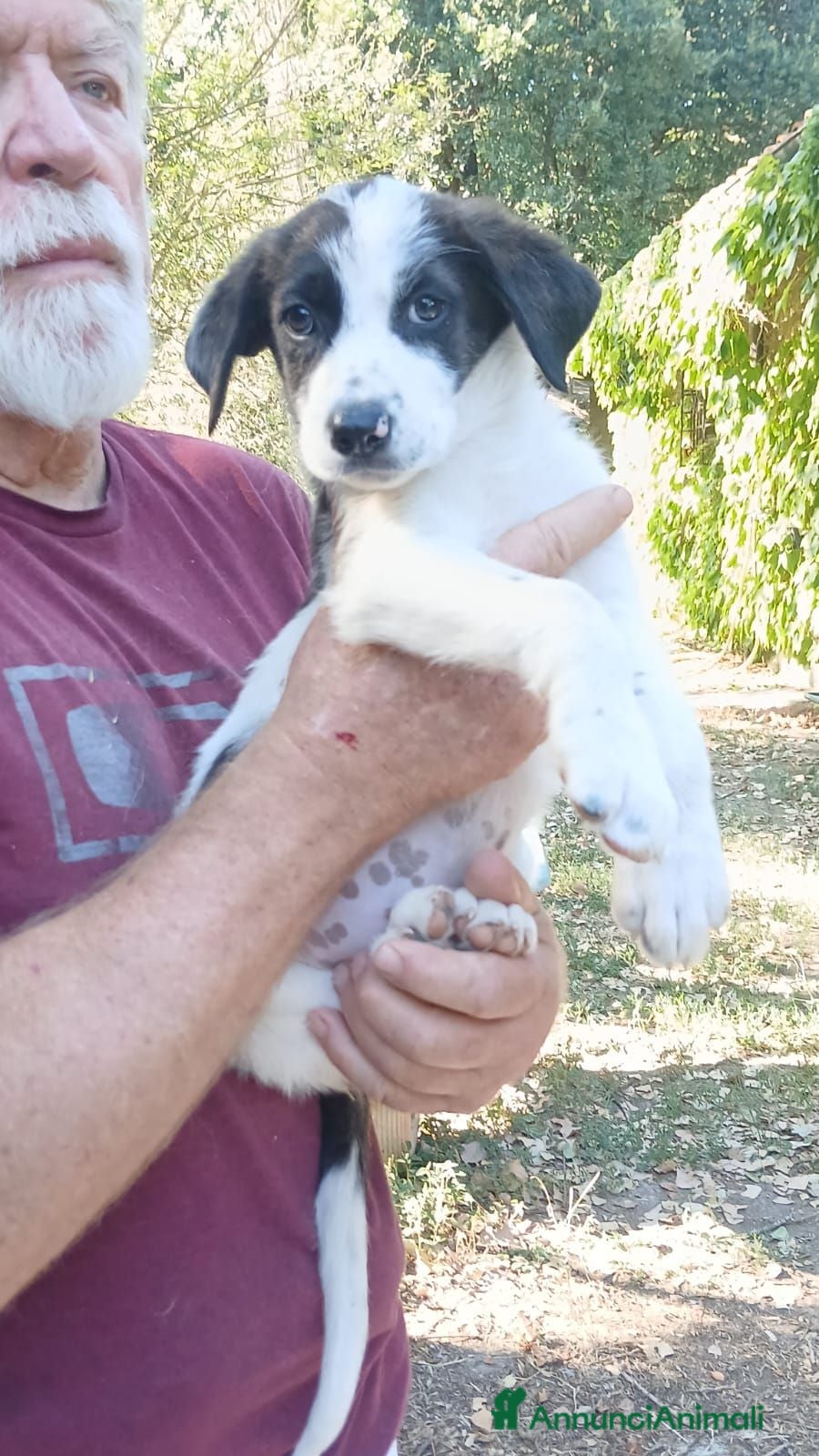 Meticcio cani BEBA NON VUOLE VIVERE IN CANILE, IN ADOZIONE - Annuncio 12
