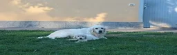 Golden Retriever cani in vendita: Ultimi 2 cuccioli di Golden Retriever con Pedigree - Annuncio 1
