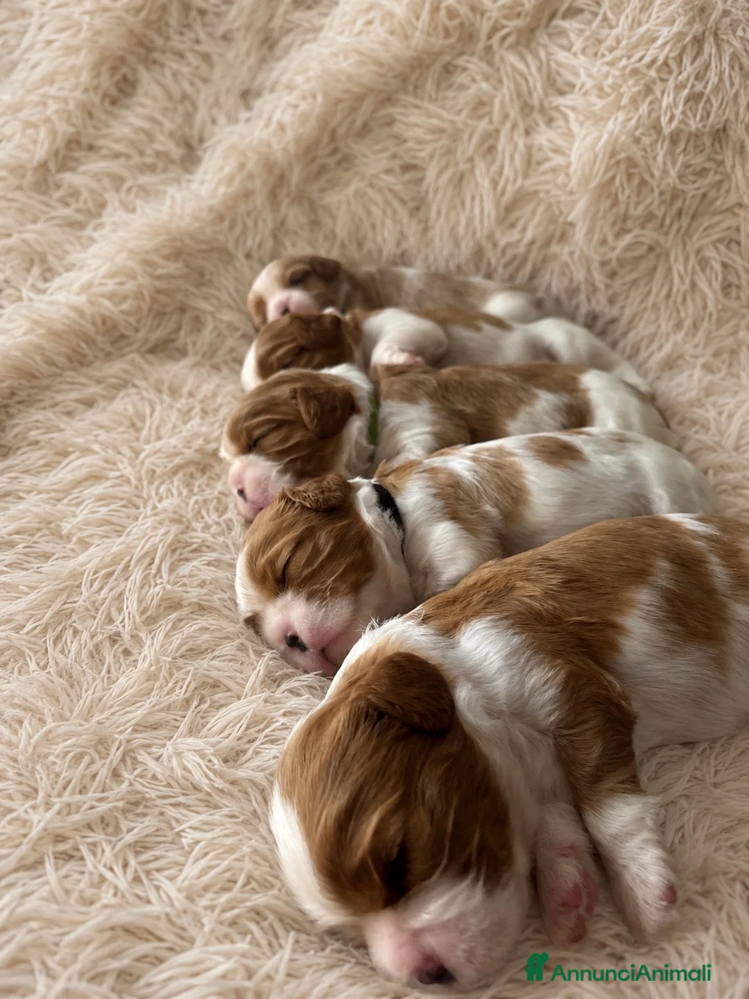 Cavalier King cani in vendita: Cavalier King cercano casa - Annuncio 2