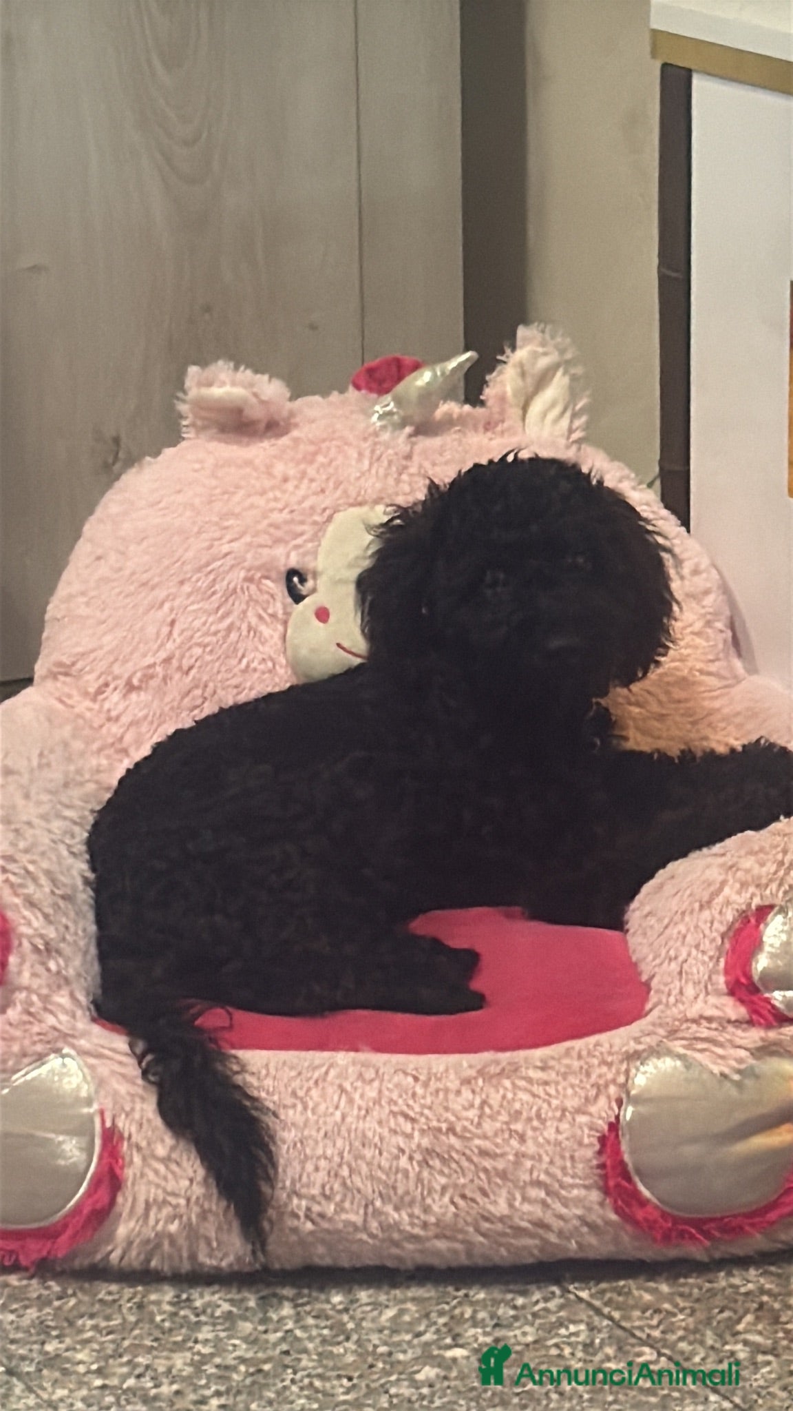 Barboncino cani Barboncino nero nano  - Annuncio 22