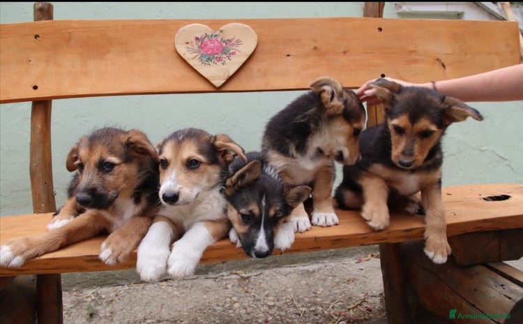 Border Collie cani a Provincia di Pescara - Annuncio 2