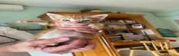 Meticcio gatti in regalo: GATTI ADORABILI a Provincia di Monza e della Brianza - Annuncio 5