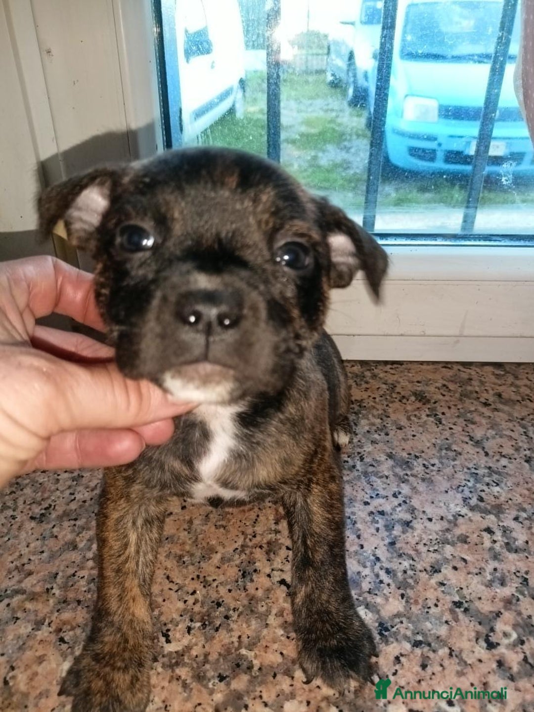 Staffordshire cani in vendita: Staffordshire bull terrier  - Annuncio 6