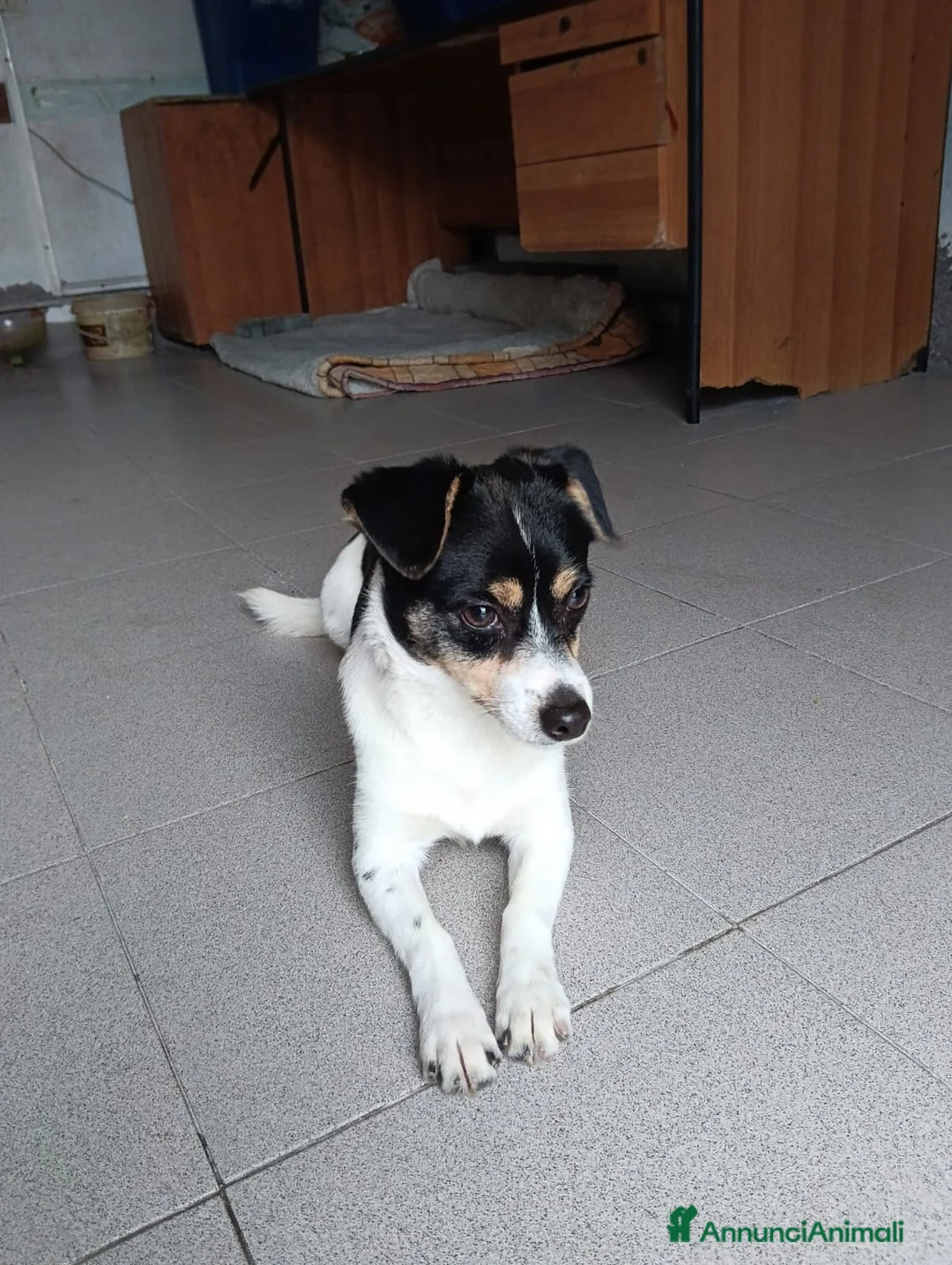 Pinscher Miniatura cani in regalo: Tobi, cerca casa!!  - Annuncio 3