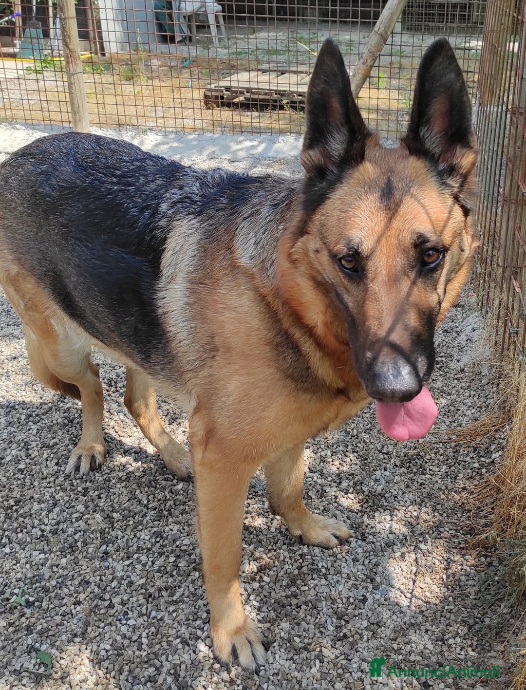 Pastore Tedesco cani in regalo: Sally, 6 anni, Pastore Tedesco - Immagine 3