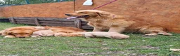 Golden Retriever cani in vendita: Golden Retriever Americano 100% – 2 Femmine - Annuncio 1