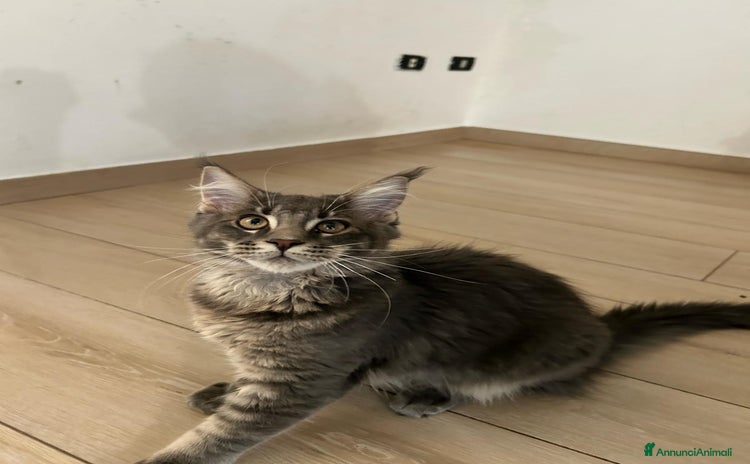 Maine Coon gatti in vendita a Provincia di Brindisi - Annuncio 1