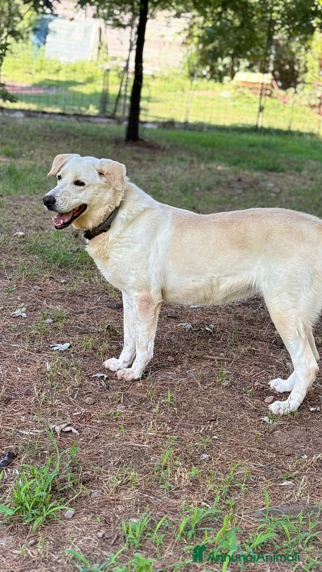 Labrador cani in regalo: Splendida Labrador - EASY a Città metropolitana di Milano - Annuncio 4