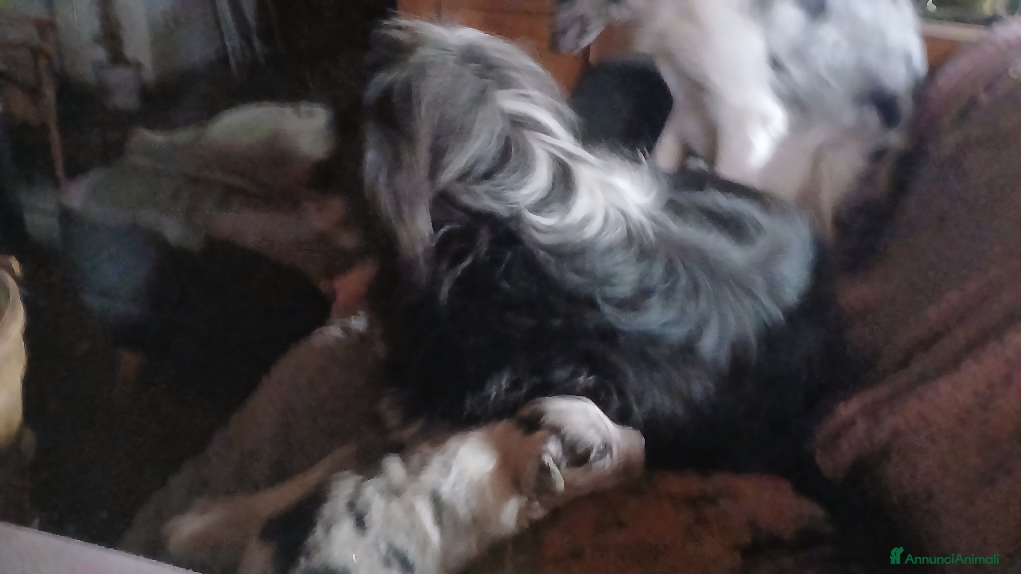 Meticcio cani cuccioli su prenotazione - Annuncio 1