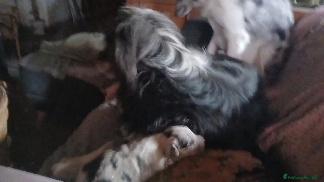 Meticcio cani in vendita: cuccioli su prenotazione - Annuncio 1