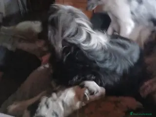 Meticcio cani cuccioli su prenotazione - Annuncio 1