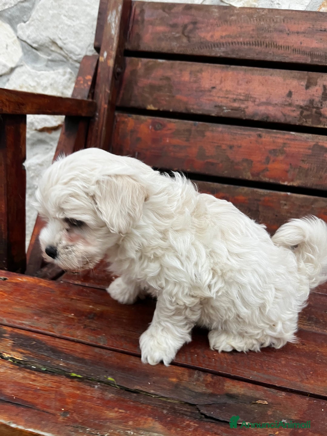 Meticcio cani in vendita: Maltipoo - Annuncio 5