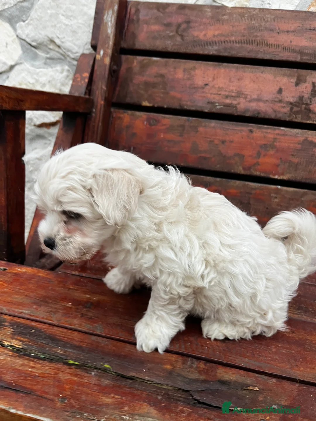 Meticcio cani in vendita: Maltipoo - Annuncio 5