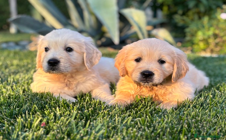 Golden Retriever cani a Metropolitan City of Venice - Annuncio 1