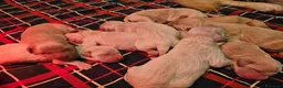 Golden Retriever cani in vendita: CUCCIOLI GOLDEN RETRIEVER - Annuncio 10