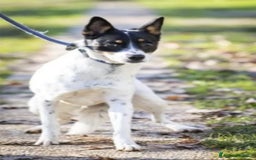 Meticcio cani in regalo: Femmina medio piccola sfortunata! SOS CASA VARESE a Città metropolitana di Milano - Immagine 5