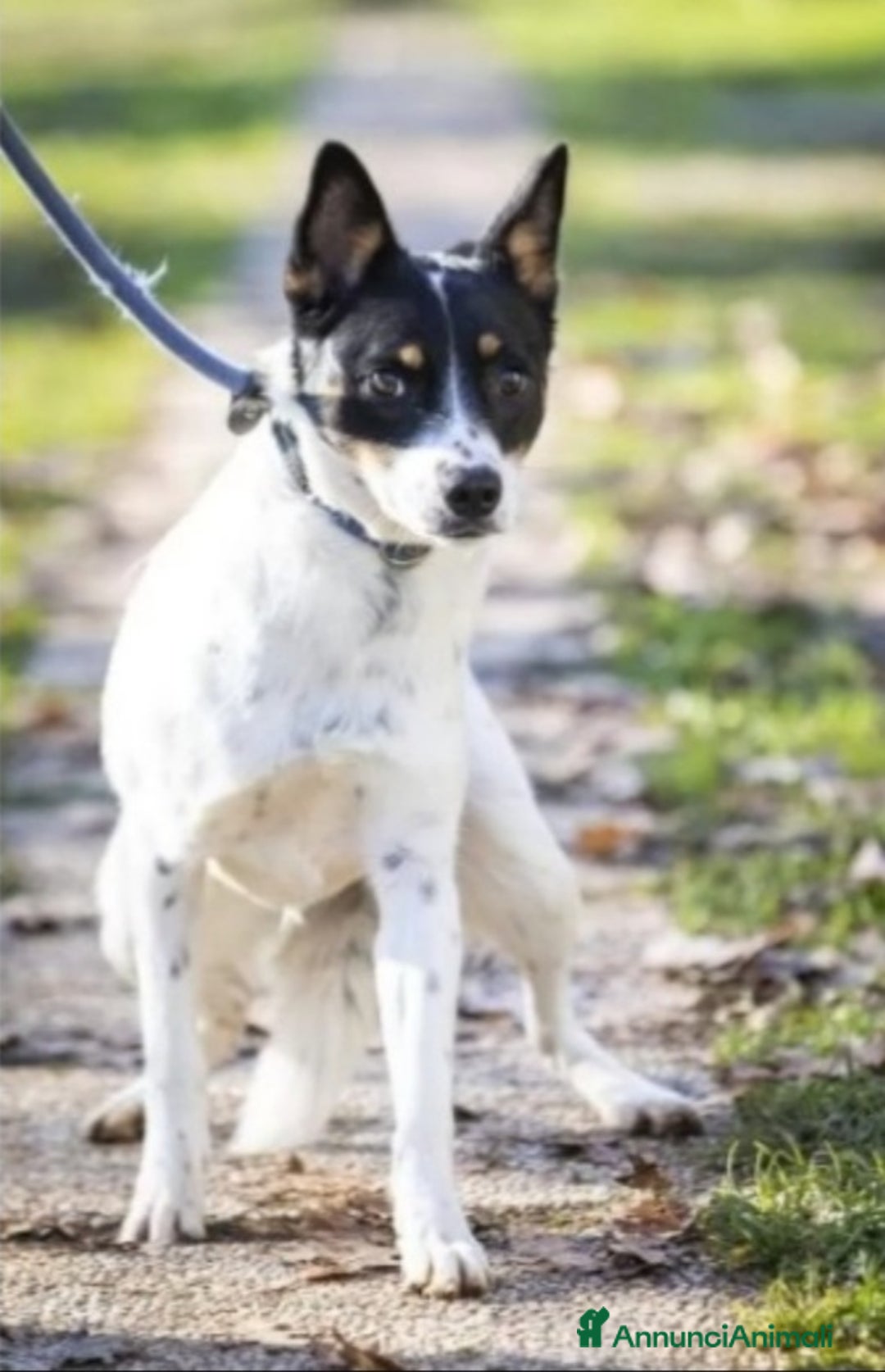 Meticcio cani in regalo: Femmina medio piccola sfortunata! SOS CASA VARESE a Città metropolitana di Milano - Immagine 5