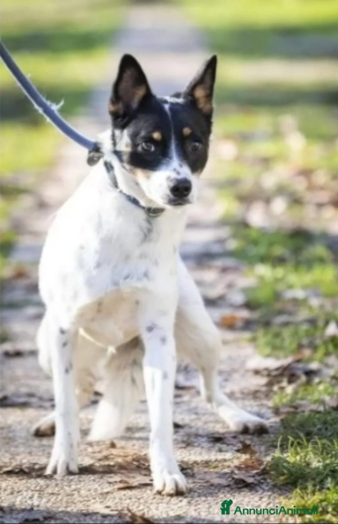 Meticcio cani in regalo: Femmina medio piccola sfortunata! SOS CASA VARESE a Città metropolitana di Milano - Annuncio 5
