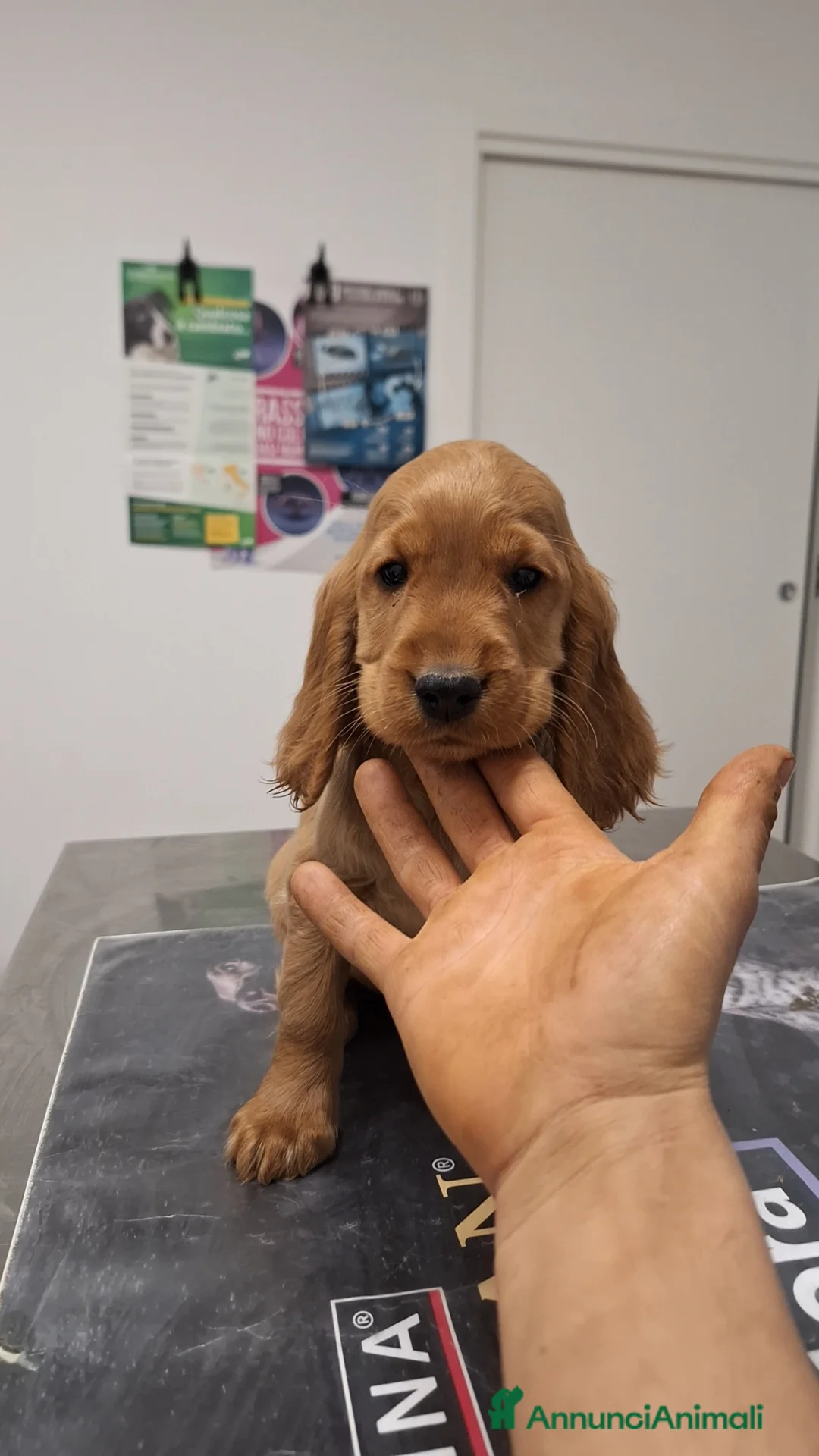 Cocker cani in vendita: Meravigliosi cuccioli di cocker  - Annuncio 4