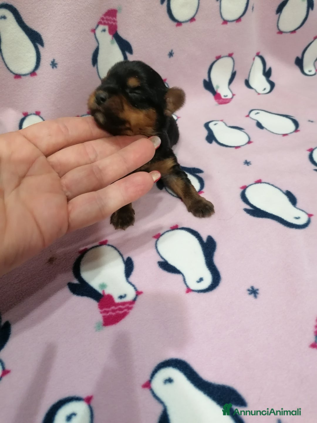 Yorkshire cani in vendita: Yorkshire Terrier cuccioli - Annuncio 4