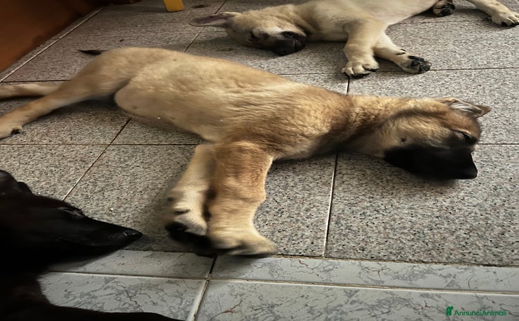 Altre razze cani - Annuncio 11