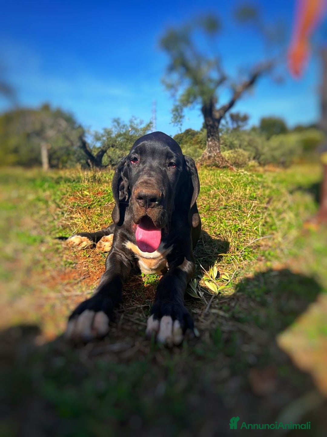 Alano cani in vendita: Cuccioli di Alano nero, ad alta geneaologia - Annuncio 13