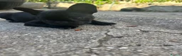 Bulldog Francese cani in vendita: bulldog francese nero tigrato animali  - Annuncio 3