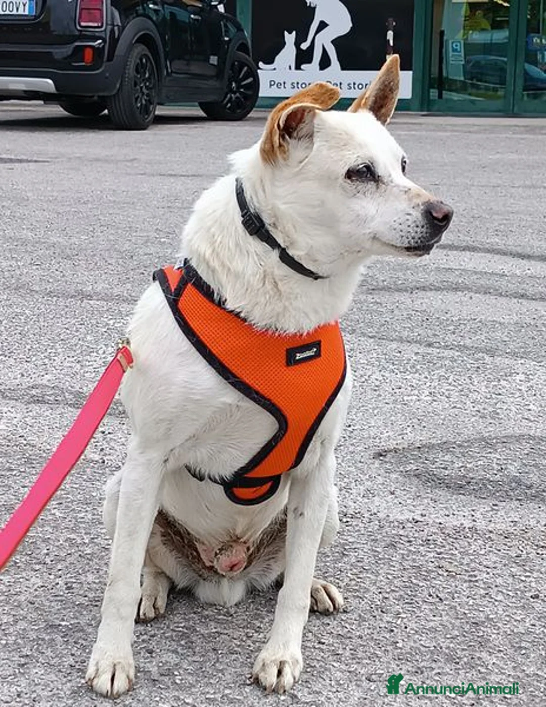 Meticcio cani in regalo: Gino, detto il chiacchierino a Provincia di Latina - Annuncio 6