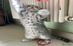 British gatti in vendita: Gatto maschio british 🥰 (ROMA) a Città metropolitana di Roma Capitale - Immagine 2
