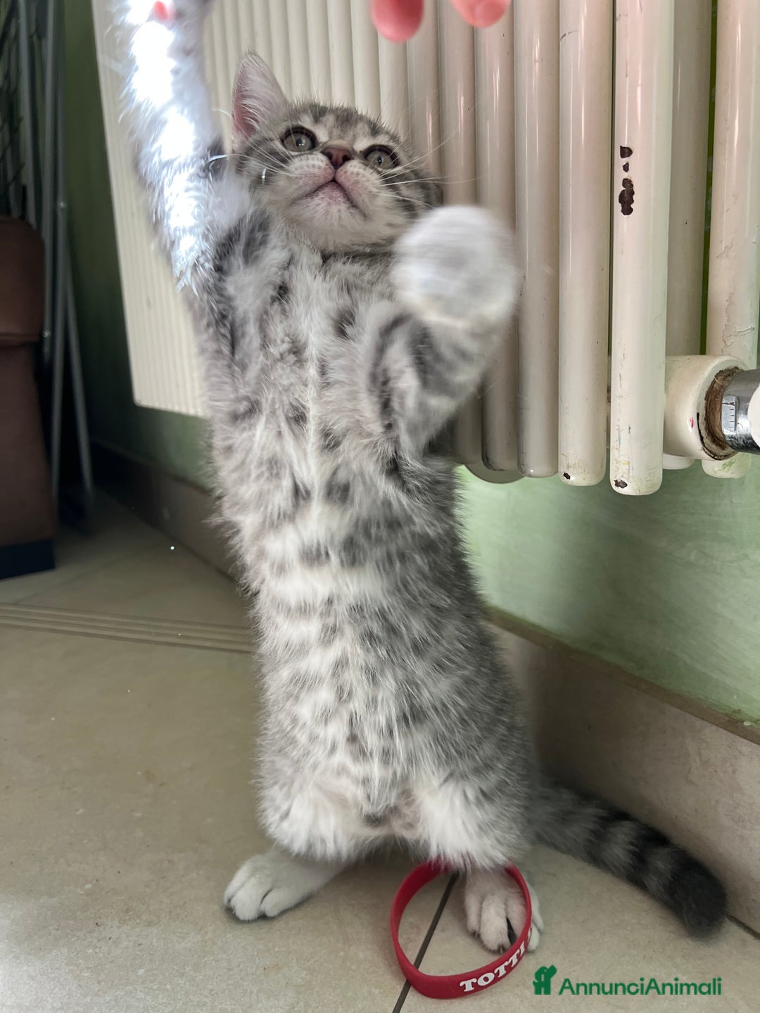 British gatti in vendita: Gatto maschio british 🥰 (ROMA) a Città metropolitana di Roma Capitale - Immagine 2