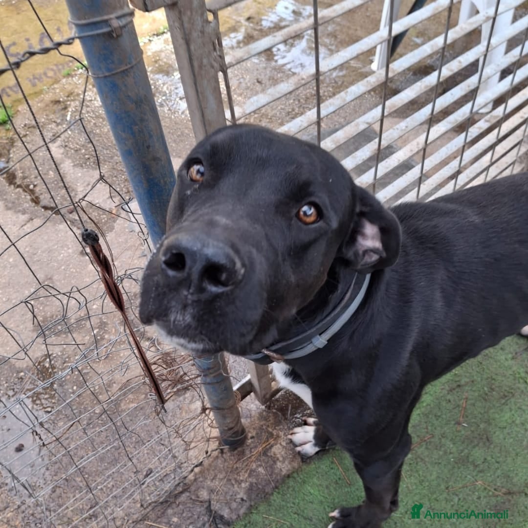 Meticcio cani in regalo: BENNY 💙 - perché nessuno chiama per me? 😢🥺 - Annuncio 2
