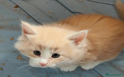 Norvegese gatti in vendita: Norvegese delle foreste cuccioli a Città Metropolitana di Torino - Immagine 1