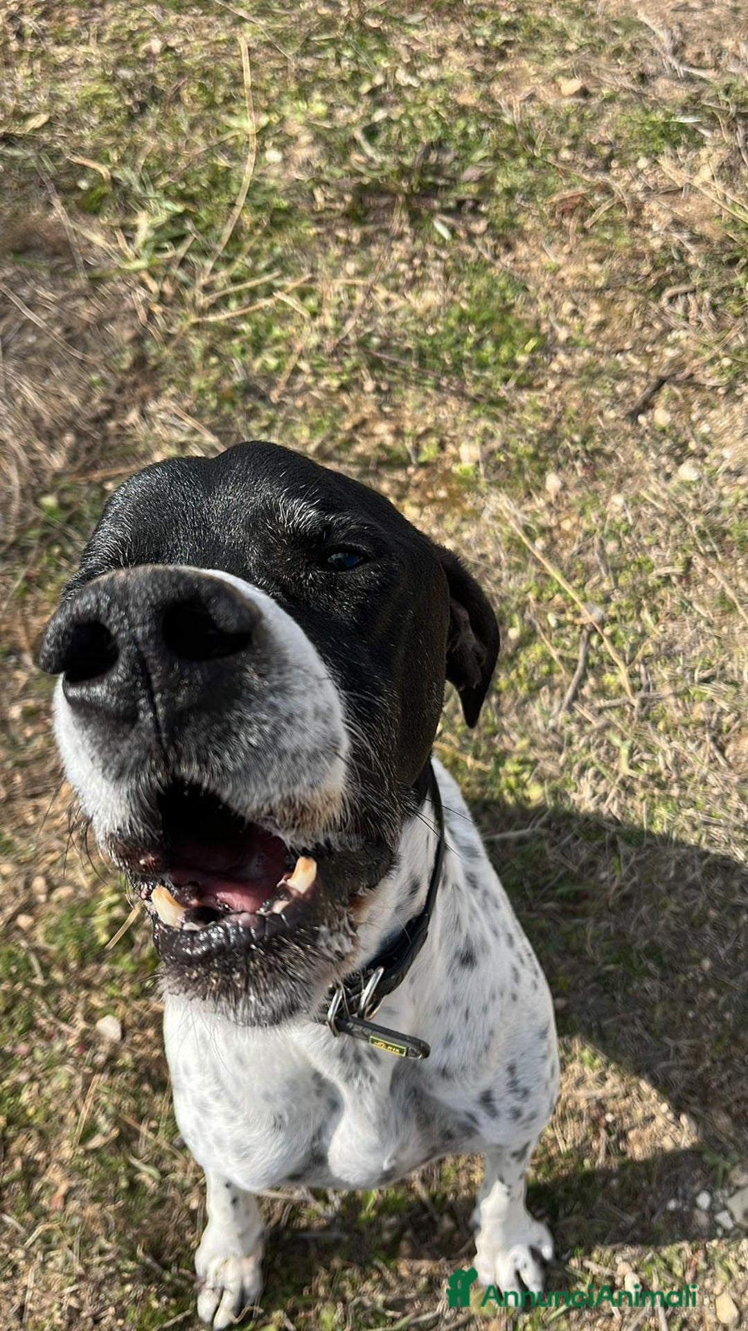 Pointer cani in regalo:  Dolcissimo cane in adozione, DJANGO! - Annuncio 6